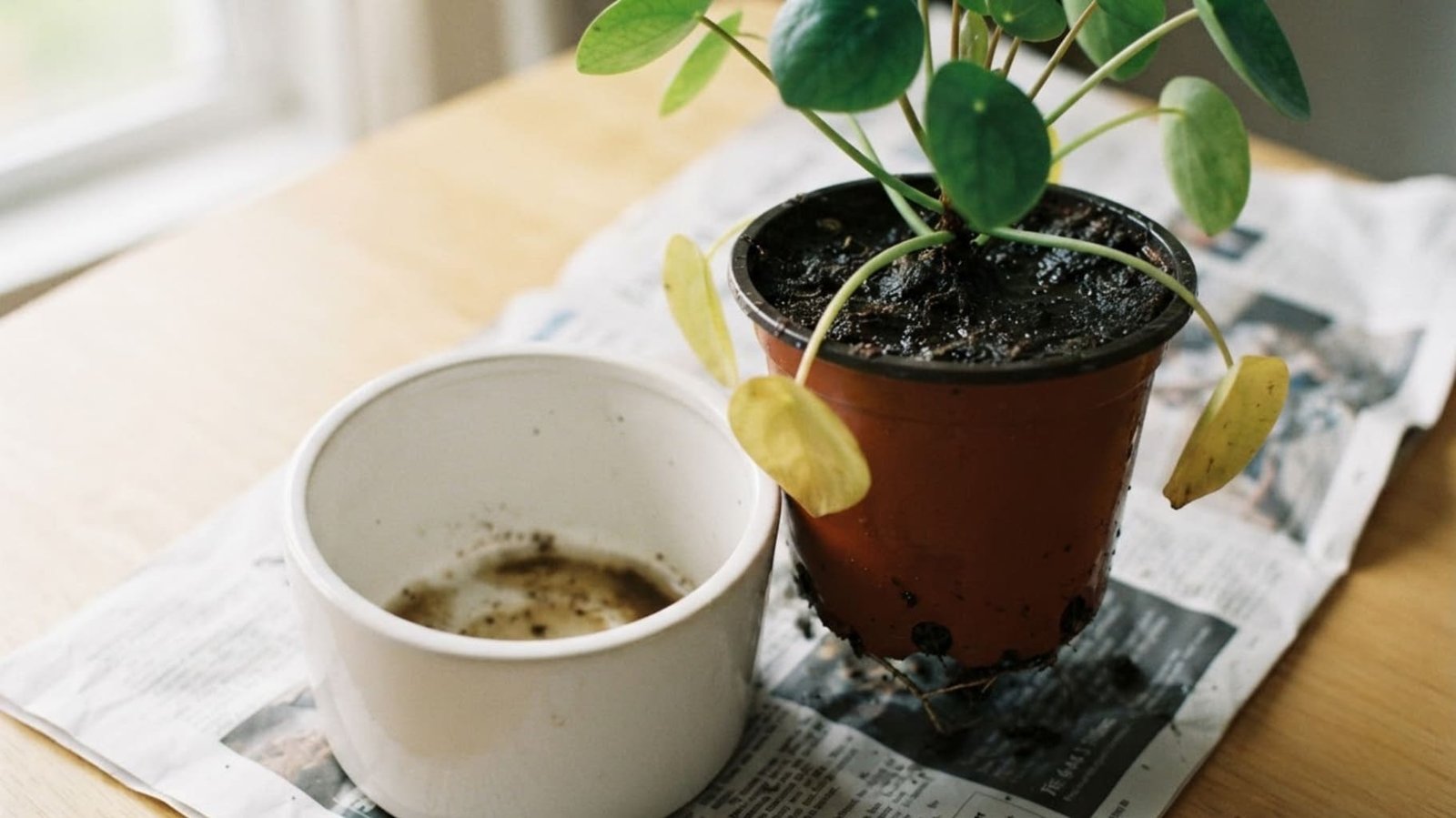 An overwatered houseplant lifted out of its pot with waterlogged soil and yellow leaves