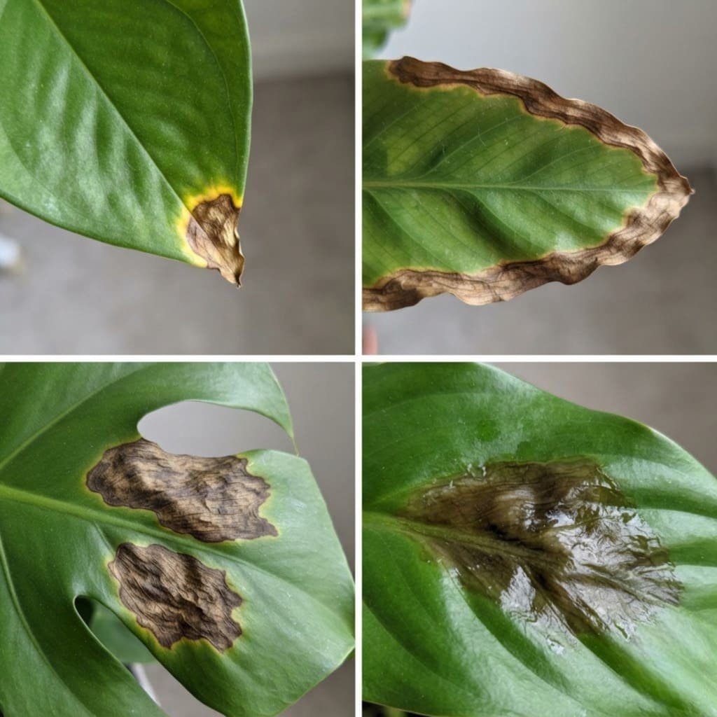 Four leaf browning patterns: brown tips, brown edges, dry patches and soft rot